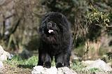 CHOW CHOW 628